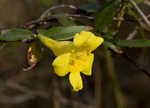 Yellow jessamine